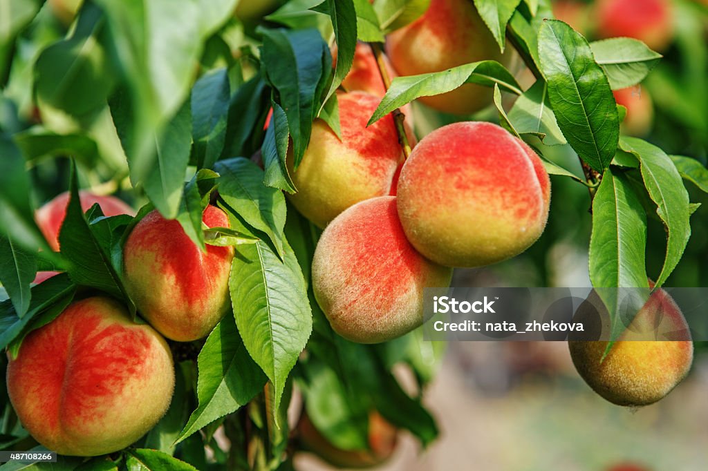 Ripe sweet peach fruits growing on a peach tree branch Sweet peach fruits growing on a peach tree branch in orchard Peach Tree Stock Photo