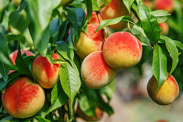 спелые нежный персиковый фрукты растущих на персиковое дерево филиал - fruit tree стоковые фото и изображения