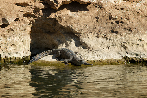A freshwater crocodile rests on the shore in Geikie Gorge National Park, Western Australia.