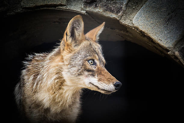 istock Wolf portrait in the zoo 487108396