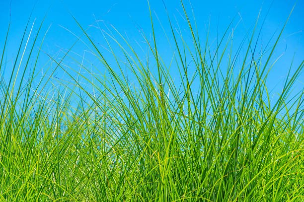 grande plante herbacée - grass tall timothy grass field photos et images de collection