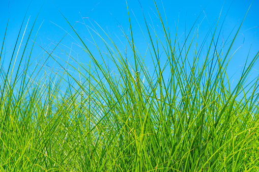 A close-up photo of tall grass growing in a sun-lit meadow.