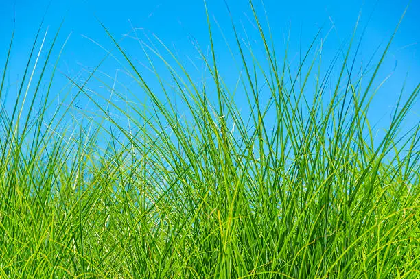 Photo of Tall Grass