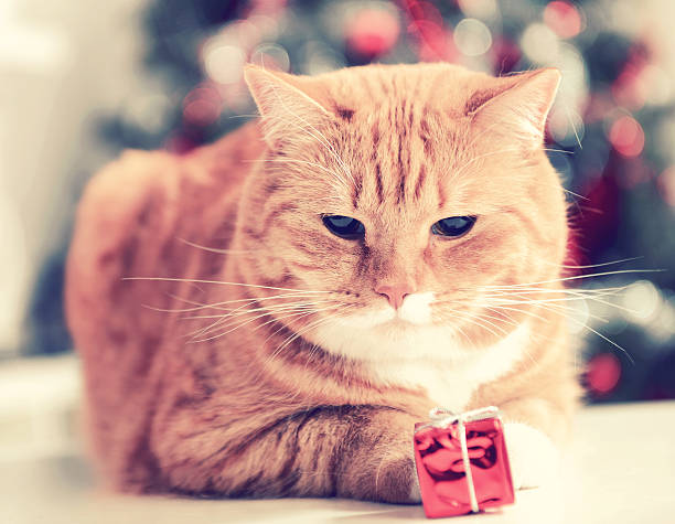 istock ginger British Shorthair cat in the Christmas interior 487110128