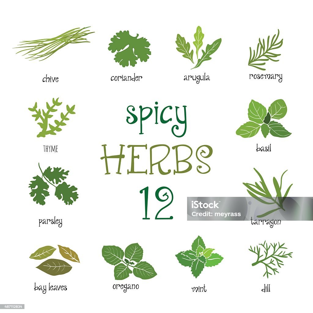 Web icon set of different spicy herbs Green web icon set of different spicy herbs Parsley stock vector
