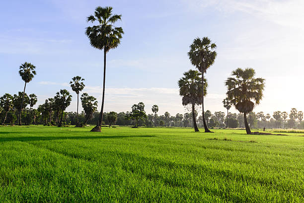 istock Rice field with palm tree in morning, Phetchaburi Thailand. 487112858