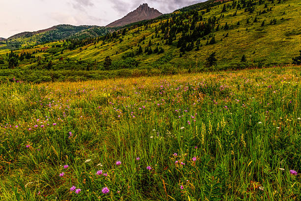 istock Red Rock Canyon  Wild Flowers 487114050