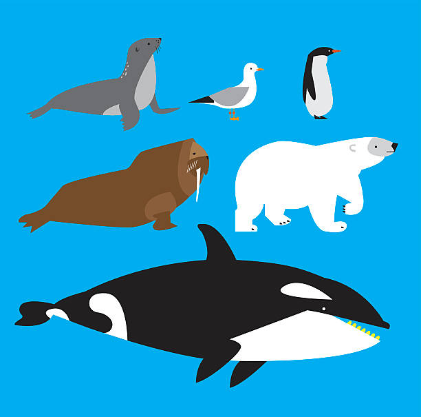 Arctique animaux de - Illustration vectorielle