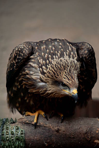 istock Eurasian buzzard focussing on its prey 487120694