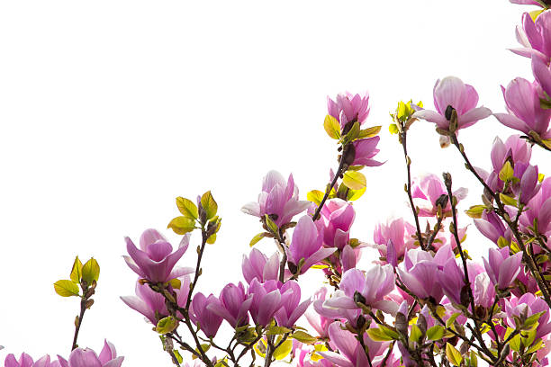 istock Pink magnolia in bloom 487121145