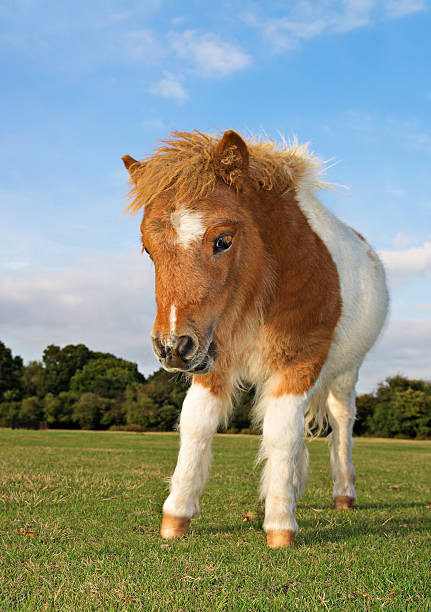 Falabella foal running on a meadow. The Falabella miniature horse is one of the smallest breeds of horse in the world.