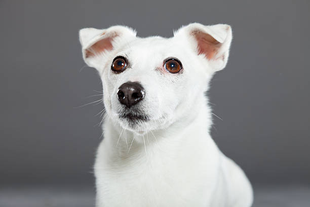 istock Cute and funny white jack russell dog on grey background. 487121405