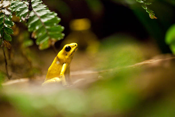 golden poison frog-phyllobates terribilis - golden frog zdjęcia i obrazy z banku zdjęć