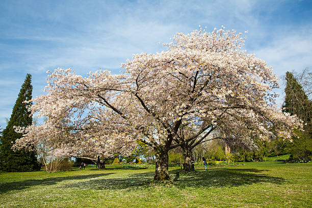 Huge Cherry Blossom stock photo