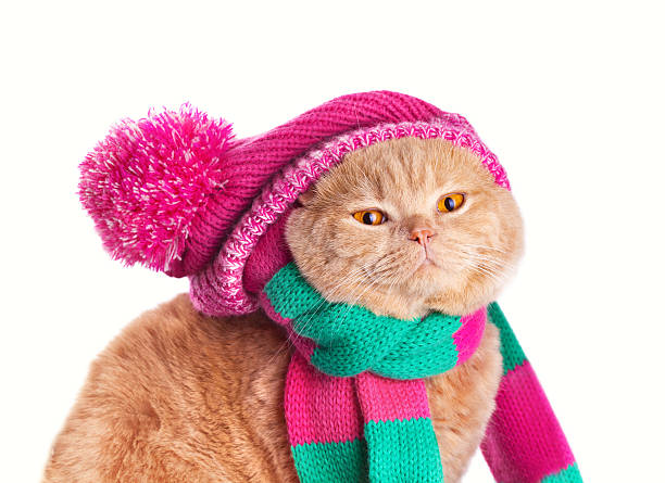 istock Cat wearing  scarf and hat 487122333