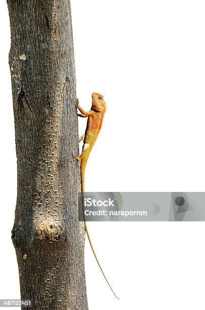 Lagarto Foto de stock y más banco de imágenes de Animal - Animal, Blanco - Color, Camaleón