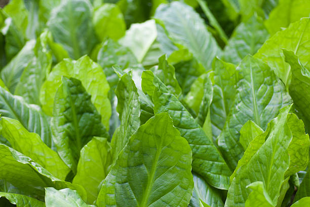 istock Lush green waterplant close-up 487122489