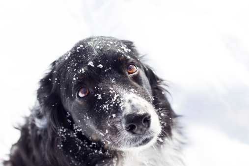 A sad balck and white dog in the snow looks up at the camera
