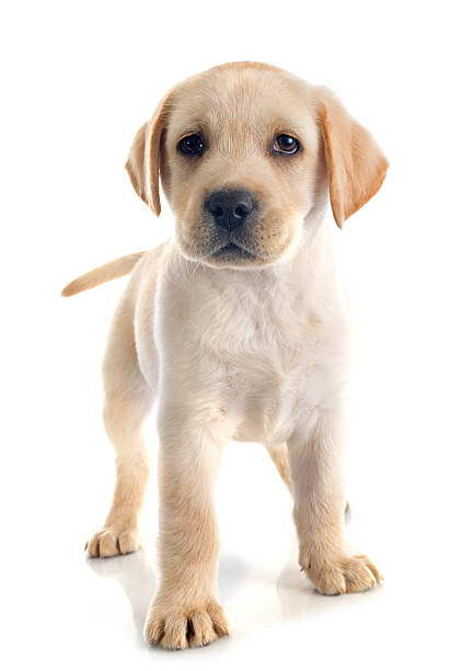 istock puppy labrador retriever 487123139