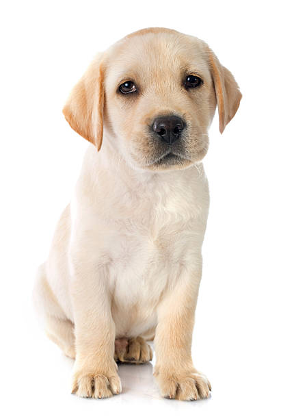 istock puppy labrador retriever 487123141
