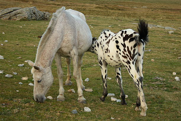 istock black and white spotted foal suckling milk 487123470