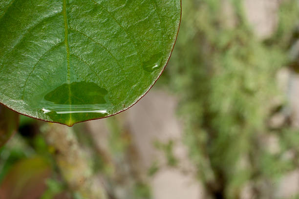 Raindrop stock photo