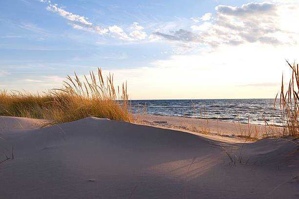 Beachgrass on the Lakeshore - Michigan, USA Gold hued dune grass reflects the late day sun on the Lake Michigan shoreline marram grass stock pictures, royalty-free photos & images