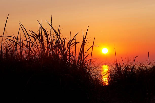 Marram Grass Silhouette at Sunset - Michigan Sunset stock photo