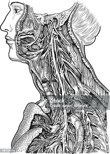 Ilustración de Esquema De Nervio y más Vectores Libres de Derechos de 2015 - 2015, Anatomía, Arte