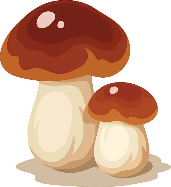 Vector illustration of Two cep mushrooms. Vector illustration.