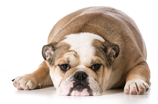 istock english bulldog 487124503