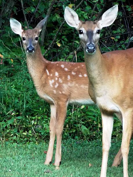 istock Mother Deer and Her Fawn looking at the Camera 487124718