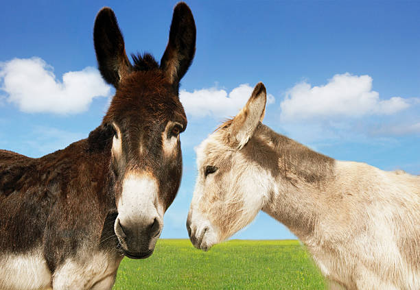 istock White And Brown Donkeys In Field 487124899
