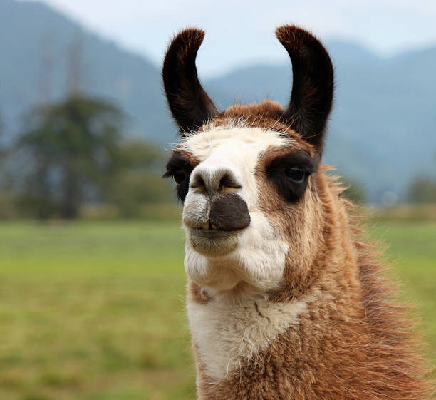 istock Curious Smiling Alpaca - Here's Looking at You 487125046