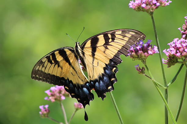 istock Eastern tiger swallowtail butterfly close-up with wings open 487125310