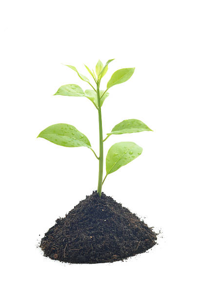 istock green small tree in ground isolated on white background 487125396