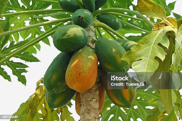 Foto de Mamão Papaia e mais fotos de stock de Abundância - Abundância, Agricultor, Agricultura