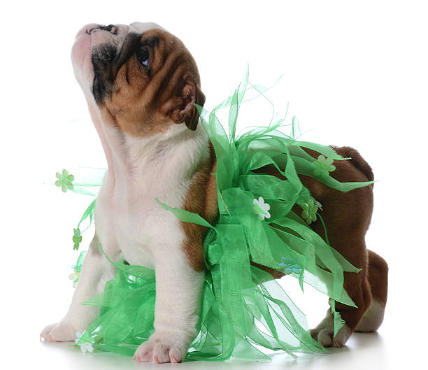 english bulldog in tutu