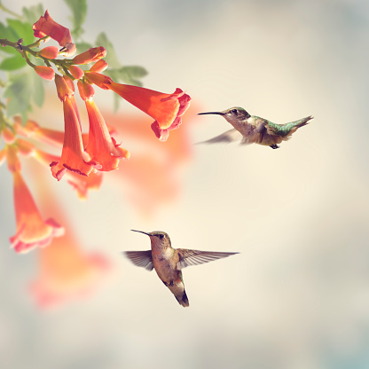 Ruby Throated Hummingbirds Hover Over Trumpet Vine