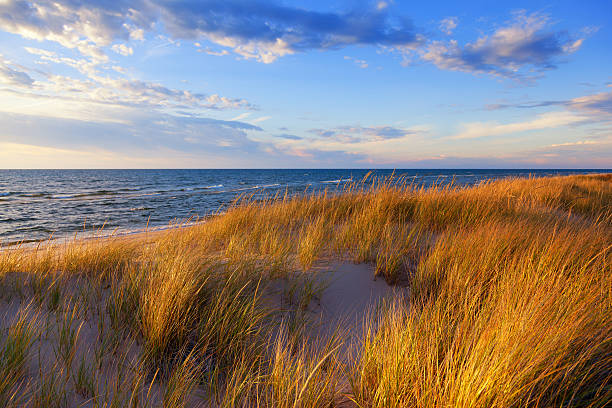 Dune Grass on Lake Michigan Gold hued dune grass reflects the late day sun on the Lake Michigan shoreline lake michigan stock pictures, royalty-free photos & images