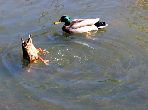 Image of a female mallard duck diving alongside a drake on a mill pond.  The female is pictured partially diving as she is eating some pond weed growing just beneath the surface of the water.