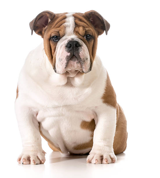istock english bulldog puppy 487126699