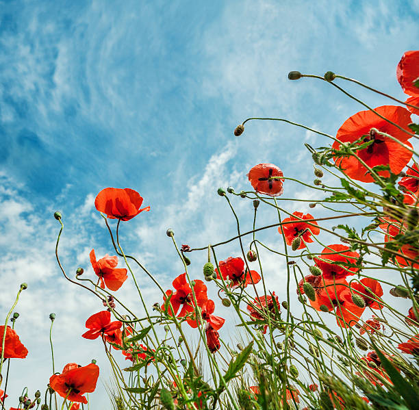 istock Sky Background With Red Poppies Flowers 487127263