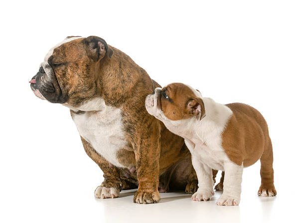 istock mother and her puppy 487127375