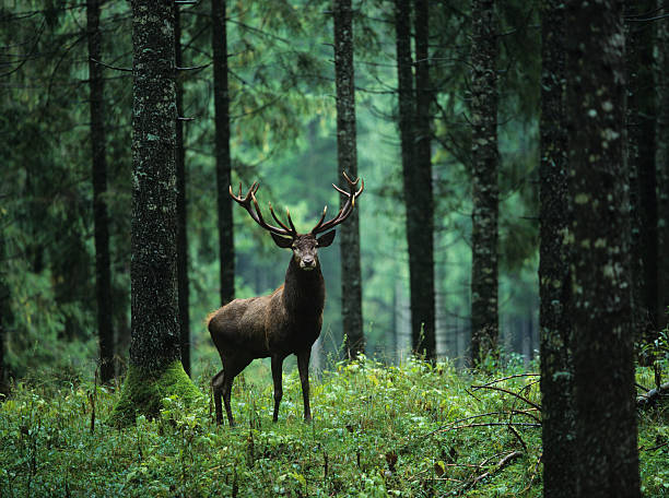 elk en el bosque - ciervo fotos fotografías e imágenes de stock