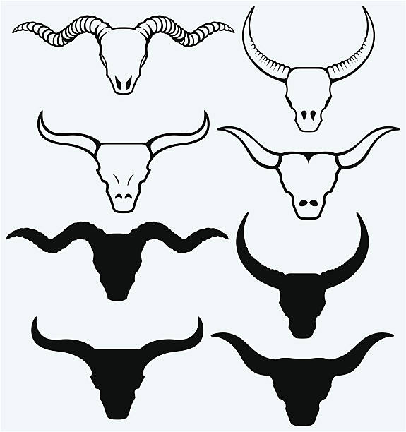 스컬 선으로나 bull - animal skull stock illustrations