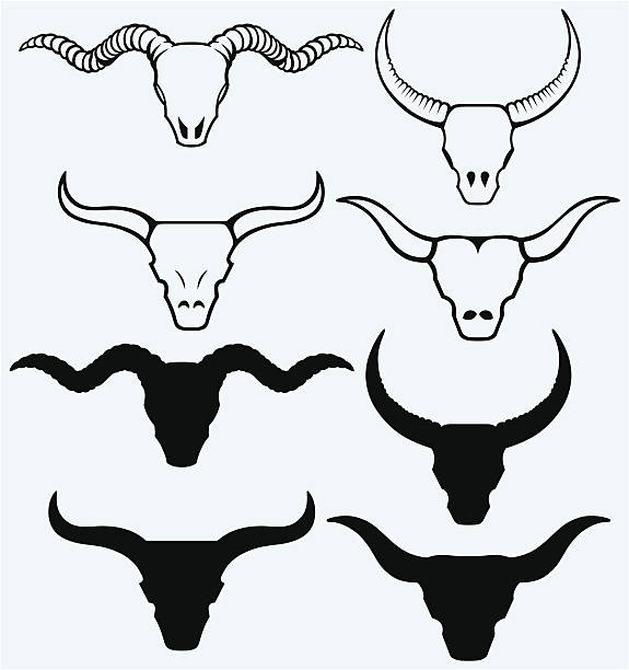 черепа быка - animal skull cow animal skeleton animal stock illustrations