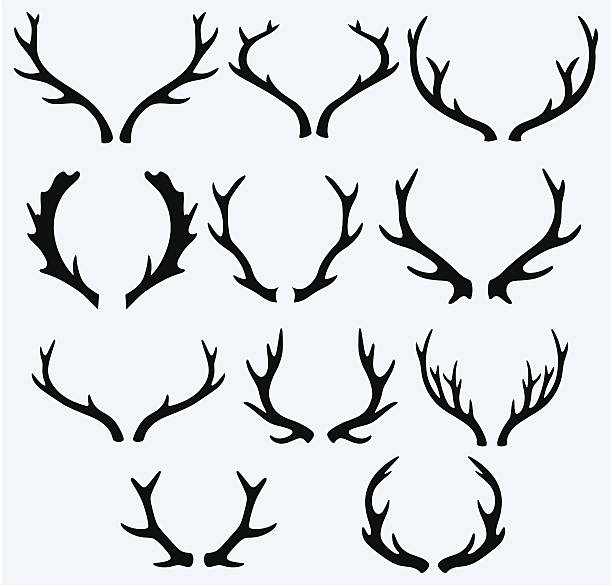 illustrations, cliparts, dessins animés et icônes de cornes de cerf - ramure