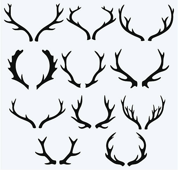 Deer horns Deer horns. Isolated on blue background antler stock illustrations