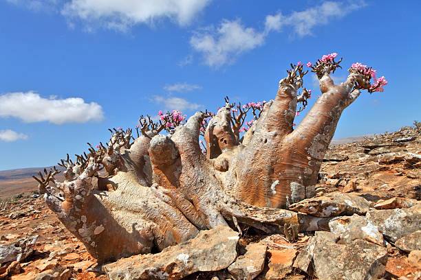 istock Bottle tree - endemic of Socotra Island 487128339